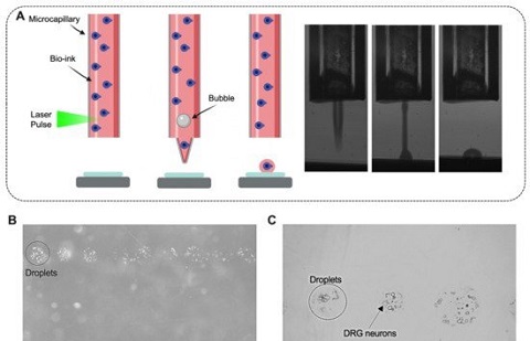 極光創新：新技術可以成功3D打印活老鼠腦細胞